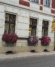 Blumen Welzel Bild 3