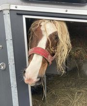 Baumipferdetransport Bild 3