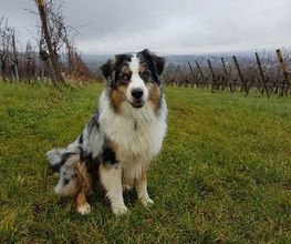 Astuce De Chien image 3