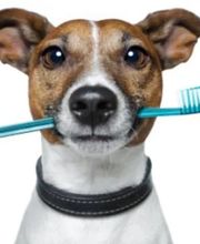 Cabinet Vétérinaire de la Fonderie SA Bild 5