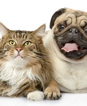 Chateau Dog & Cat Hospital image 6