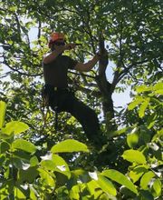 Baum Stieger - Baumpflege im Rheintal Bild 2