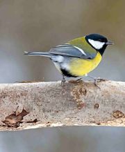 Buch den Fink Bild 4