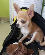 CENTRO VETERINARIO RASKA Y PIKA imagen 4