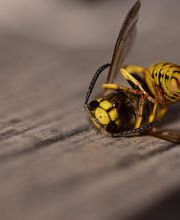 VerEx - Schädlingsbekämpfung Erlangen