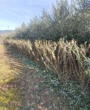 Viveros de Olivos Manoli imagen 5