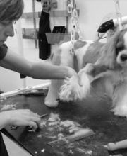 O'Prestige Canin image 3