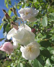 LE CLAIR DE LA PLUME image 7