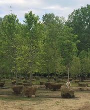 Whitetail Acres Nursery, Landscaping, and Reindeer Farm image 5