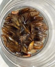 Dérat Guêpe 26 image 6