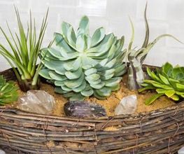 ESPRIT NATURE image 3