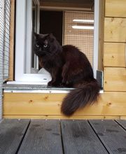 Pattenrond & Cie image 3