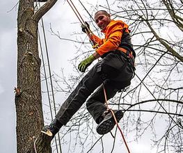 TreeUp Baumpflege Bild 2