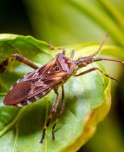 Waltham Pest Services image 15