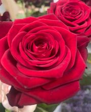 LA ROSA DI ROSSA image 17