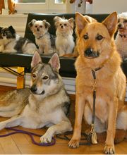 Kleintierpraxis Rhenus Bild 3