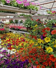 hollenstein blumengarten ag-Blumenshop-Gärtnerei-Gartenbau-Unterhalt-Grabpflege Bild 8