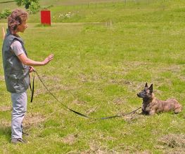 Chiens Zen image 9