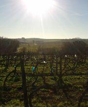 Cognac Michelet image 5