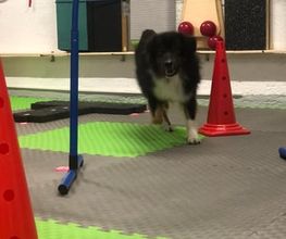 Parcoursarbeit - DOX.fitness - Hundeschule | Schliersee