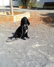 Residencia canina Tarazona imagen 10