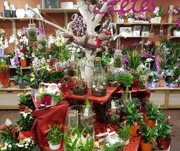 Au Cyclamen image 4