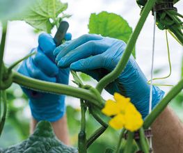 Stoll Légumes Bild 6