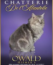 Chatterie de l'Alantolie image 9