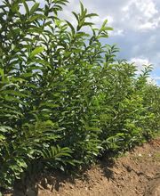 Linard Des Pépinières De Pondaillan SCEA image 4