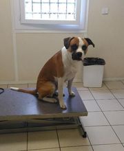 CLINIQUE VETERINAIRE DE LA VALLEE image 15