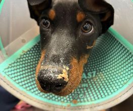 Riviera Vet image 1