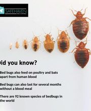 SafeHaven Pest Control image 14