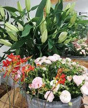 Amarillys Vernisse Fleurs image 5