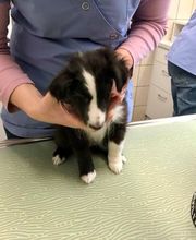 Kleintierpraxis Eberli Bild 2