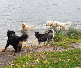 Keep Cool Dog image 11