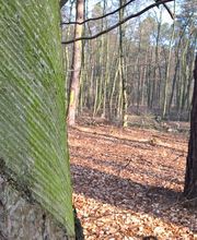 FriedWald Mühlenbecker Land Bild 6
