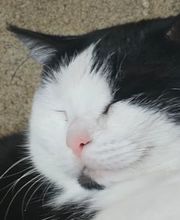 Der Pfotenpfleger Bild 1