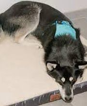 anima activa Hundephysiotherapie Bild 4