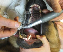 Dierenarts Meemortel De