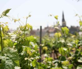 Vins Mottron image 2