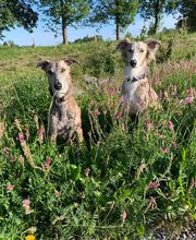 Kleintierpraxis am Bahnhofplatz Bild 3