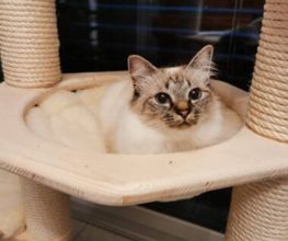 katzenbaum.ch Bild 2