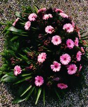 Blumen Dekoration Blumenladen | La Flora | München