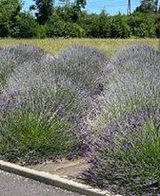 Pharmacie de VARS (CHARENTE) Totum image 3