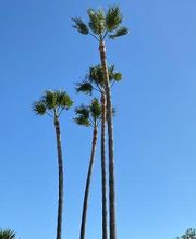 INDIGO JARDINES imagen 2