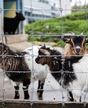 Heime Uster Pflegezentrum Dietenrain Bild 4