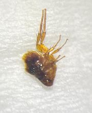 Christian Beck + Kai Schäfer Gbr - Schädlingsbekämpfung Bild 4