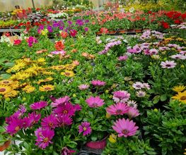 Les Serres et Fleurs de Majolan image 13