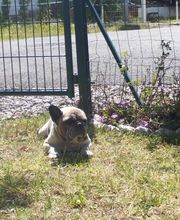 Antho Educanine image 5