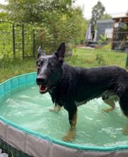 Dogcoach Hundezentrum Bild 10